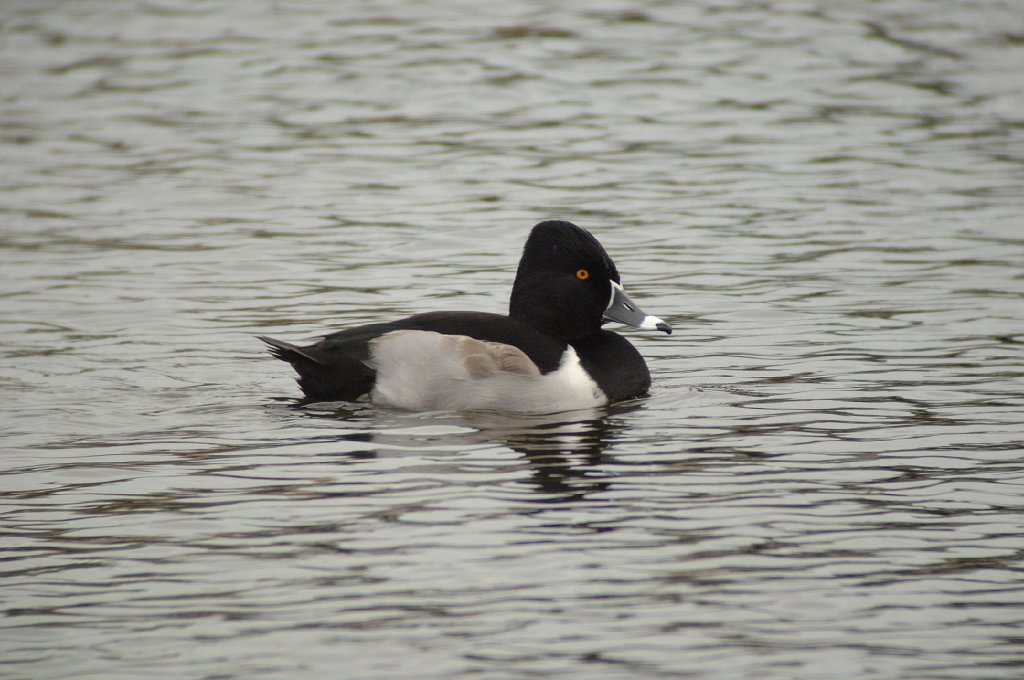 Duck, Ring-necked, 2010-01318299 St. Petersburg, FL.JPG - Ring-necked Duck. A lake on Pinellas Bayway S. and W. Shores Blvd, St. Petersburg, FL, 1-31-2010